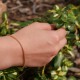 Verroli Gold bracelet